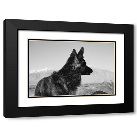 German Shepherd in the Coachella Valley-California Black Modern Wood Framed Art Print with Double Matting by Muench, Zandria