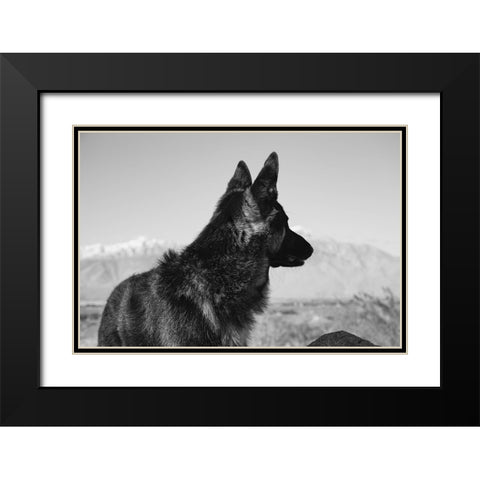 German Shepherd in the Coachella Valley-California Black Modern Wood Framed Art Print with Double Matting by Muench, Zandria