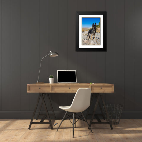 German Shepherd-Coachella Valley-California Black Modern Wood Framed Art Print with Double Matting by Muench, Zandria