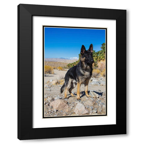 German Shepherd-Coachella Valley-California Black Modern Wood Framed Art Print with Double Matting by Muench, Zandria