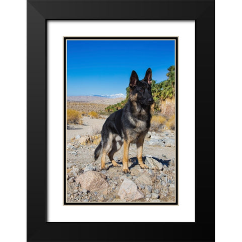 German Shepherd-Coachella Valley-California Black Modern Wood Framed Art Print with Double Matting by Muench, Zandria