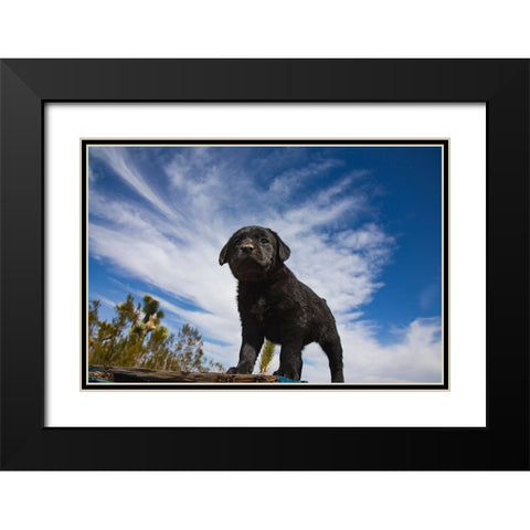 Labrador retriever puppies Black Modern Wood Framed Art Print with Double Matting by Muench, Zandria