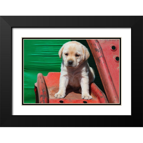 Labrador retriever puppies Black Modern Wood Framed Art Print with Double Matting by Muench, Zandria