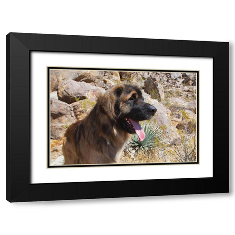 Leonbergers enjoying the high desert Black Modern Wood Framed Art Print with Double Matting by Muench, Zandria