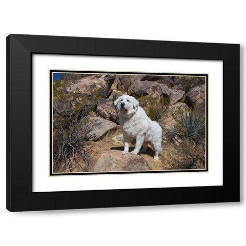 Great Pyrenees engoying the high desert Black Modern Wood Framed Art Print with Double Matting by Muench, Zandria