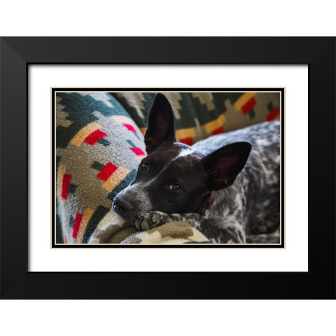 Australian cattle dog Black Modern Wood Framed Art Print with Double Matting by Muench, Zandria