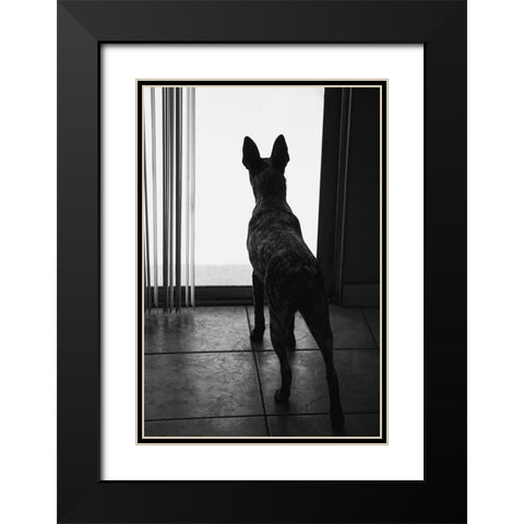 Australian cattle dog Black Modern Wood Framed Art Print with Double Matting by Muench, Zandria