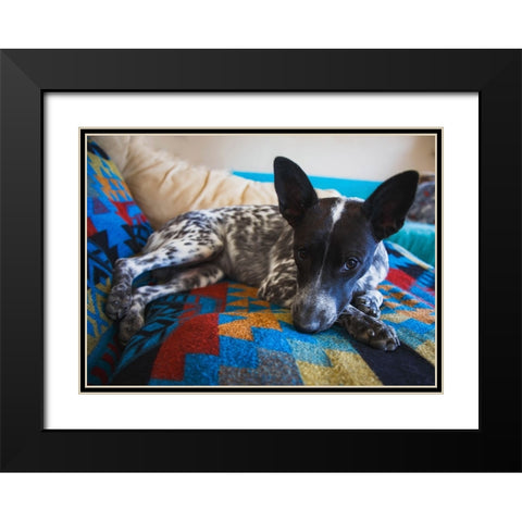 Australian cattle dog Black Modern Wood Framed Art Print with Double Matting by Muench, Zandria