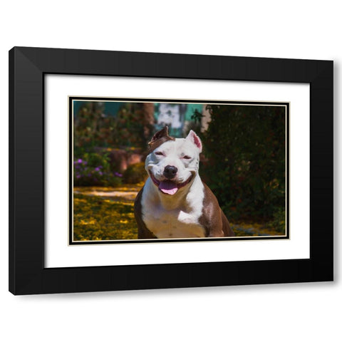 American pitt bull Black Modern Wood Framed Art Print with Double Matting by Muench, Zandria