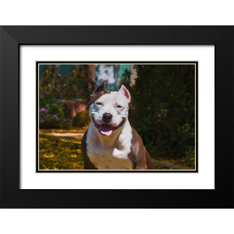 American pitt bull Black Modern Wood Framed Art Print with Double Matting by Muench, Zandria