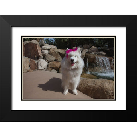 Samoyed in Palm Desert- California Black Modern Wood Framed Art Print with Double Matting by Muench, Zandria