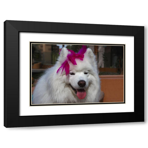 Samoyed in Palm Desert- California Black Modern Wood Framed Art Print with Double Matting by Muench, Zandria