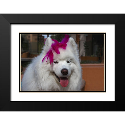 Samoyed in Palm Desert- California Black Modern Wood Framed Art Print with Double Matting by Muench, Zandria