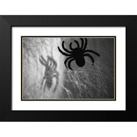 Spider on web Black Modern Wood Framed Art Print with Double Matting by Muench, Zandria