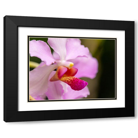 Fiji-Viti Levu Pink orchid close-up Black Modern Wood Framed Art Print with Double Matting by Merrill Images