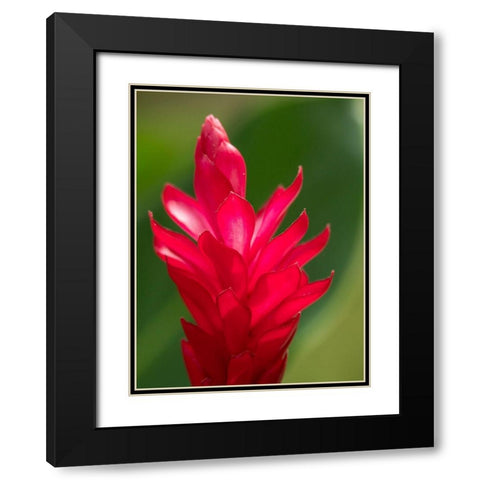 Fiji-Viti Levu Red Ginger Flower (Alpinia purpurata) Black Modern Wood Framed Art Print with Double Matting by Merrill Images