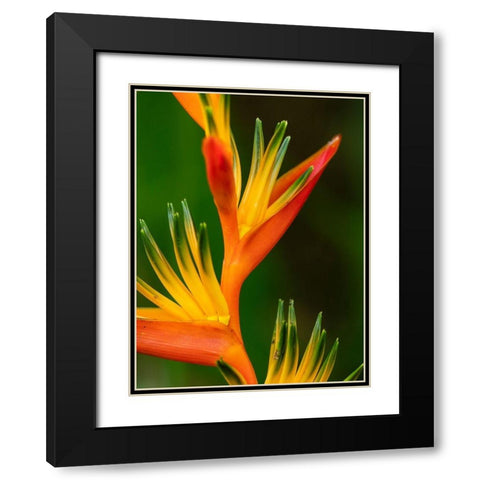 Fiji-Vanua Levu Close-up of Bird Of Paradise plant Black Modern Wood Framed Art Print with Double Matting by Merrill Images