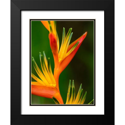 Fiji-Vanua Levu Close-up of Bird Of Paradise plant Black Modern Wood Framed Art Print with Double Matting by Merrill Images