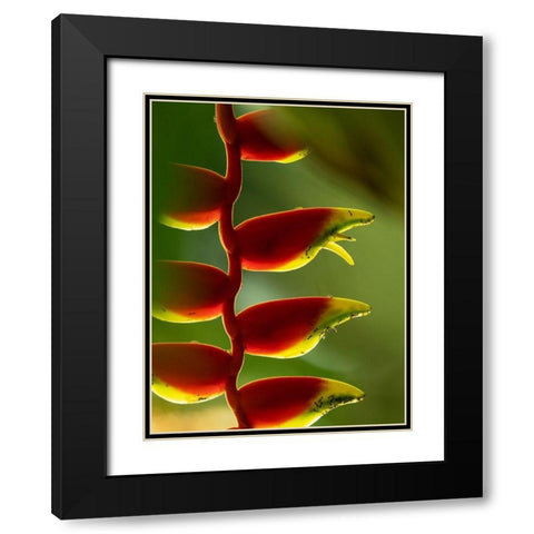 Fiji-Vanua Levu Close-up of Heliconia plant Black Modern Wood Framed Art Print with Double Matting by Merrill Images