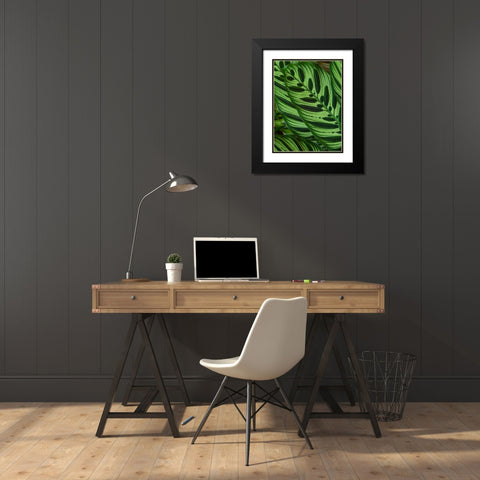 Fiji-Vanua Levu Back-lit green leaves showing veins Black Modern Wood Framed Art Print with Double Matting by Merrill Images