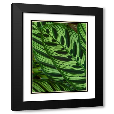 Fiji-Vanua Levu Back-lit green leaves showing veins Black Modern Wood Framed Art Print with Double Matting by Merrill Images