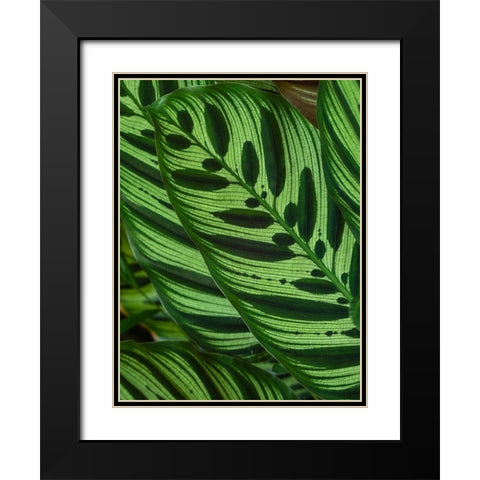 Fiji-Vanua Levu Back-lit green leaves showing veins Black Modern Wood Framed Art Print with Double Matting by Merrill Images