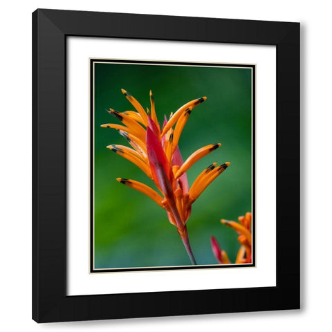 Fiji-Vanua Levu False Bird Of Paradise Flower (Heliconia psittacorum) Black Modern Wood Framed Art Print with Double Matting by Merrill Images