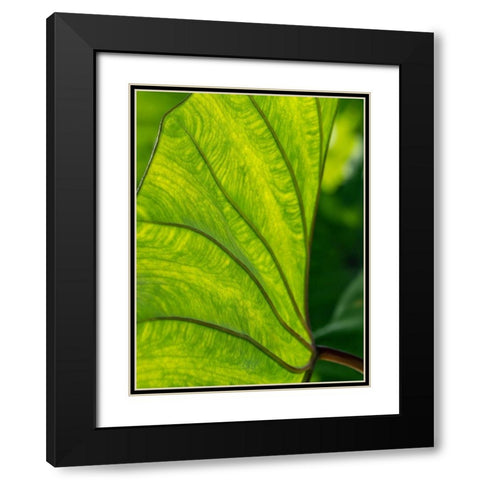 Fiji-Taveuni Island Back-lit close-up of a green leaf showing veins Black Modern Wood Framed Art Print with Double Matting by Merrill Images