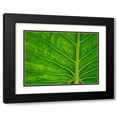 Fiji-Taveuni Island Back-lit close-up of a green leaf showing veins Black Modern Wood Framed Art Print with Double Matting by Merrill Images