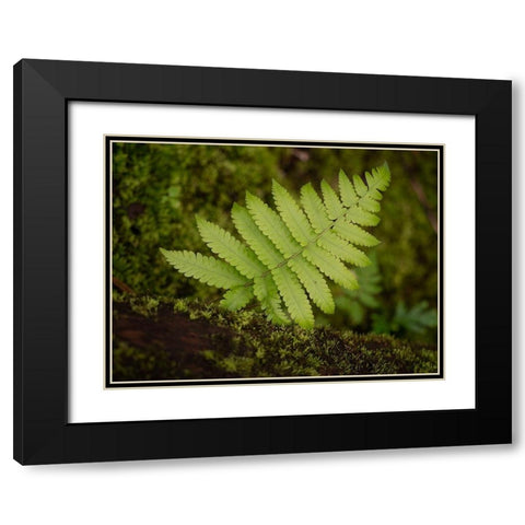 Fiji-Taveuni Island Small fern on a moss-covered log Black Modern Wood Framed Art Print with Double Matting by Merrill Images