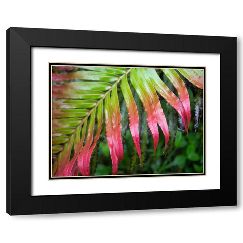 Fiji-Taveuni Island Close-up of a red-tipped Fern Black Modern Wood Framed Art Print with Double Matting by Merrill Images