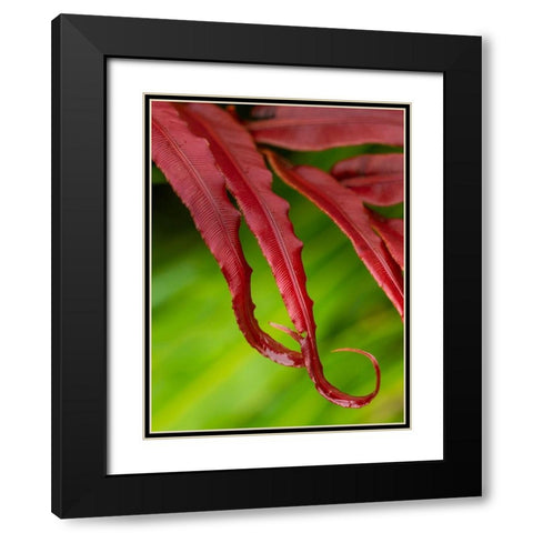Fiji-Taveuni Island Close-up of a red-tipped Fern Black Modern Wood Framed Art Print with Double Matting by Merrill Images
