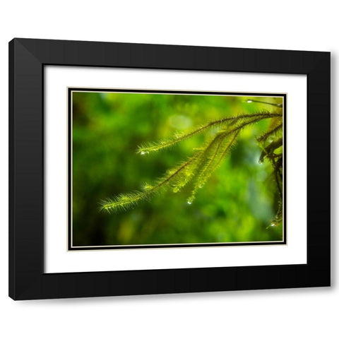 Fiji-Taveuni Island Close-up of a small fern with water drops Black Modern Wood Framed Art Print with Double Matting by Merrill Images