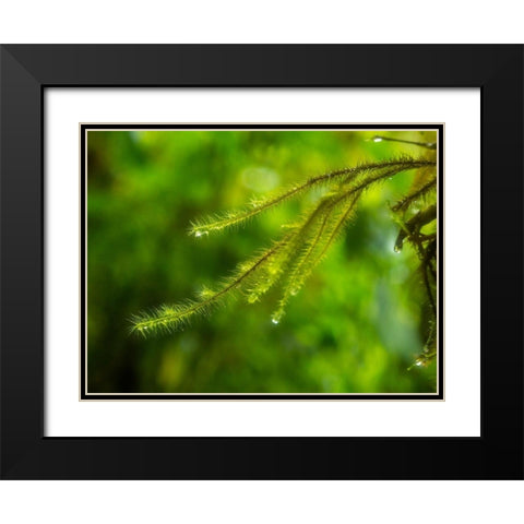 Fiji-Taveuni Island Close-up of a small fern with water drops Black Modern Wood Framed Art Print with Double Matting by Merrill Images