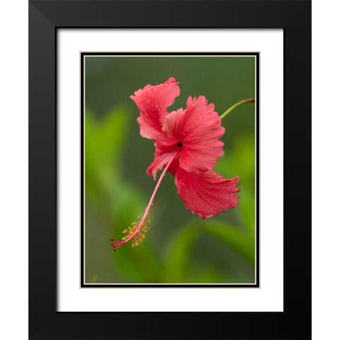 Fiji-Taveuni Island Close-up of hibiscus flower Black Modern Wood Framed Art Print with Double Matting by Merrill Images