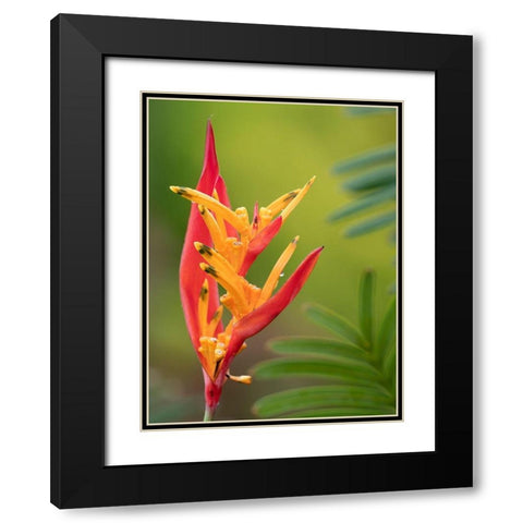 Fiji-Taveuni Island False Bird Of Paradise Flower (Heliconia psittacorum) Black Modern Wood Framed Art Print with Double Matting by Merrill Images