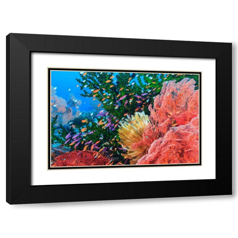 Purple Fairy and Orange Anthias Basslets (Pseudanthias sp)-Viti Levu-Fiji-South Pacific Black Modern Wood Framed Art Print with Double Matting by Westmorland, Stuart