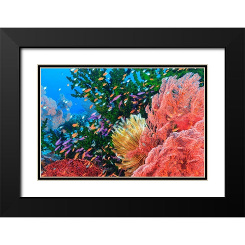 Purple Fairy and Orange Anthias Basslets (Pseudanthias sp)-Viti Levu-Fiji-South Pacific Black Modern Wood Framed Art Print with Double Matting by Westmorland, Stuart
