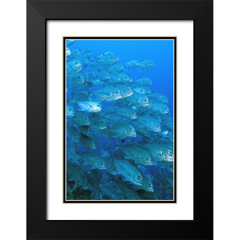 Solomon Islands, Meri Island Giant trevally fish Black Modern Wood Framed Art Print with Double Matting by Shimlock, Jones