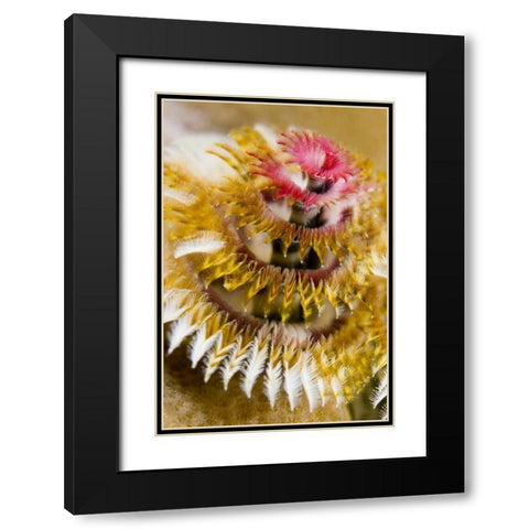 Solomon Islands Christmas tree worm Black Modern Wood Framed Art Print with Double Matting by Shimlock, Jones