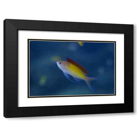 Solomon Islands A displaying male redfin anthias Black Modern Wood Framed Art Print with Double Matting by Shimlock, Jones