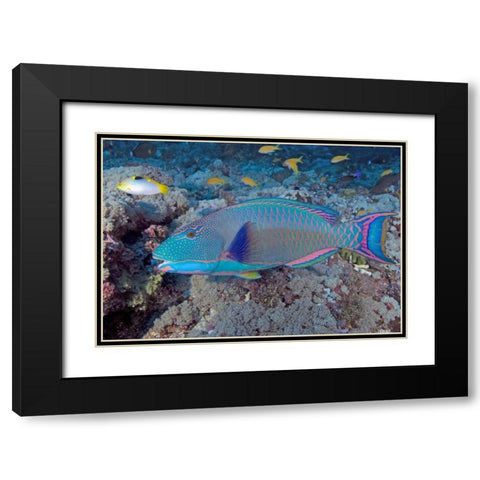 Solomon Is, Meri Island Adult bicolor parrotfish Black Modern Wood Framed Art Print with Double Matting by Shimlock, Jones