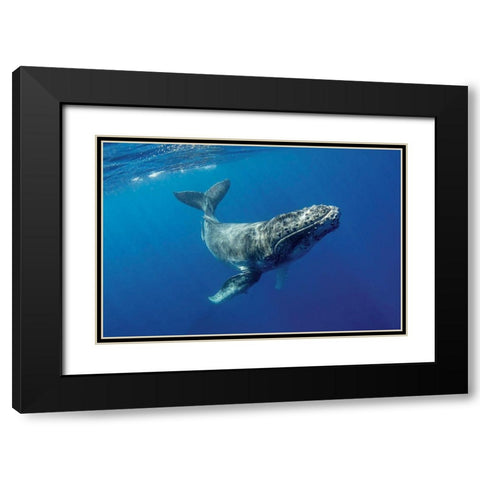 South Pacific-Tonga Humpback calf close-up  Black Modern Wood Framed Art Print with Double Matting by Jaynes Gallery