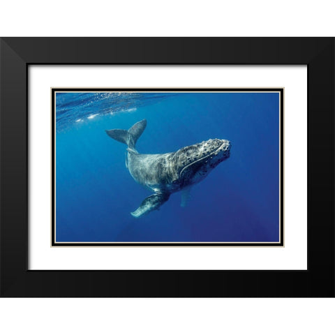 South Pacific-Tonga Humpback calf close-up  Black Modern Wood Framed Art Print with Double Matting by Jaynes Gallery