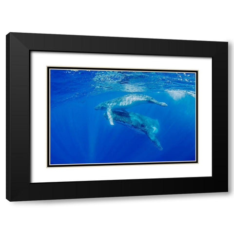 South Pacific-Tonga Humpback whale mother and calf close-up  Black Modern Wood Framed Art Print with Double Matting by Jaynes Gallery
