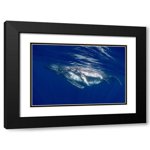 South Pacific-Tonga Humpback whale mother and calf close-up  Black Modern Wood Framed Art Print with Double Matting by Jaynes Gallery