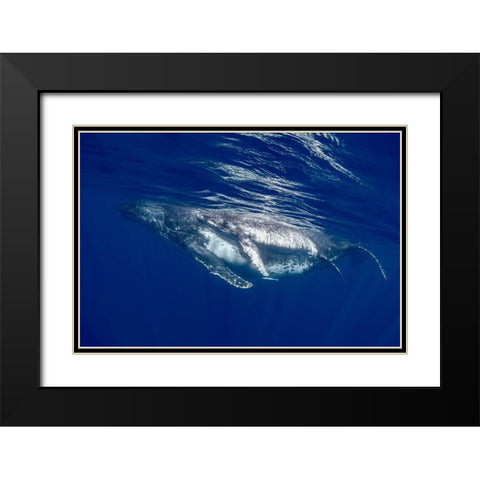 South Pacific-Tonga Humpback whale mother and calf close-up  Black Modern Wood Framed Art Print with Double Matting by Jaynes Gallery