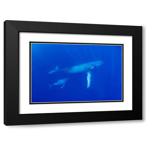 South Pacific-Tonga Humpback whale mother and calf close-up  Black Modern Wood Framed Art Print with Double Matting by Jaynes Gallery