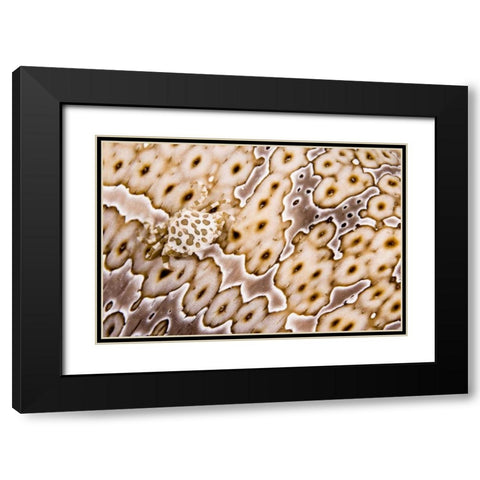 Papua New Guinea, Crab on a sea cucumber Black Modern Wood Framed Art Print with Double Matting by Shimlock, Jones