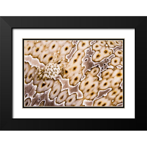 Papua New Guinea, Crab on a sea cucumber Black Modern Wood Framed Art Print with Double Matting by Shimlock, Jones